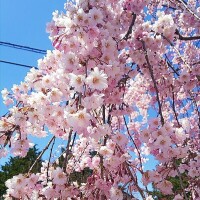 喜多方さくらまつり🌸