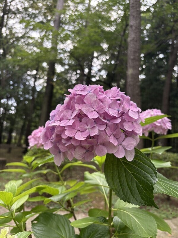 ～出勤予定～