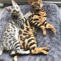 🐈‍⬛⸒⸒⸒⸒🐾