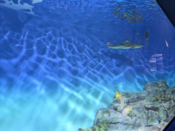 本業の合間に‥