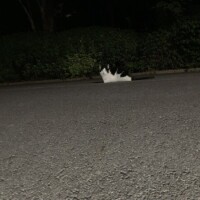 地域猫🐱