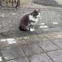 🌸ダメ、それ以上は近寄れない