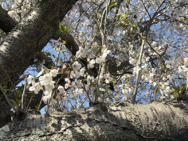 桜が綺麗でした🌸🫧