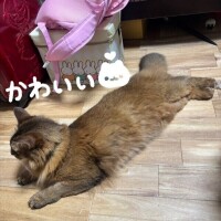 ︎✧︎うちの猫🐱︎✧︎