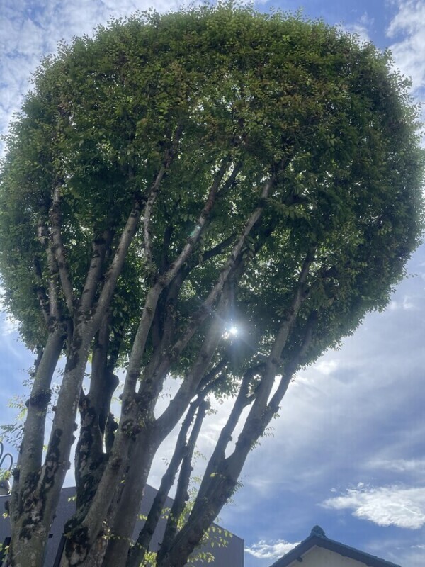おはようございます☀️｡°