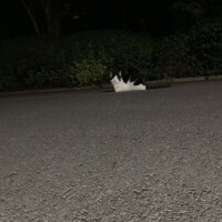 地域猫🐱
