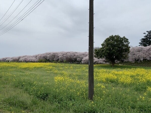春一番の日🍡🌸