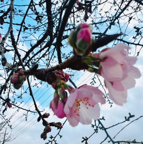 春ですねぇ〜( ˙꒳​˙  )