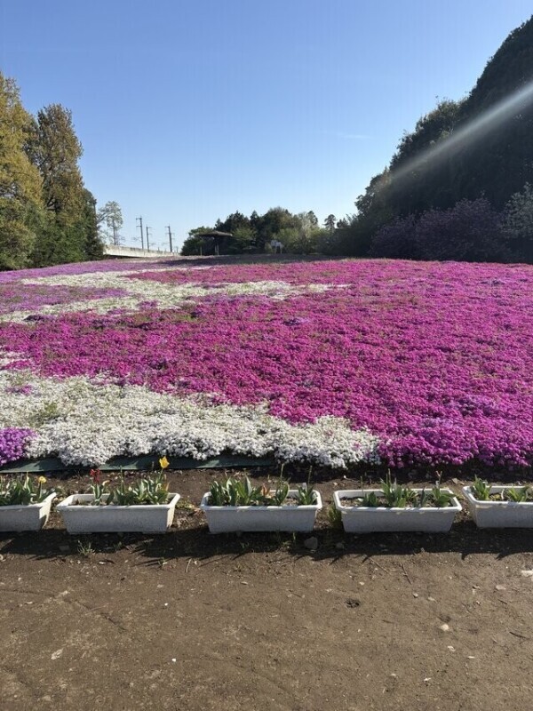 🌸