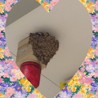 縁起物。