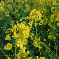 ただひとつだけ