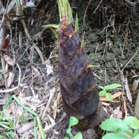 前略道の上より