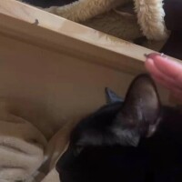 こむぎ