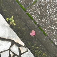 みく