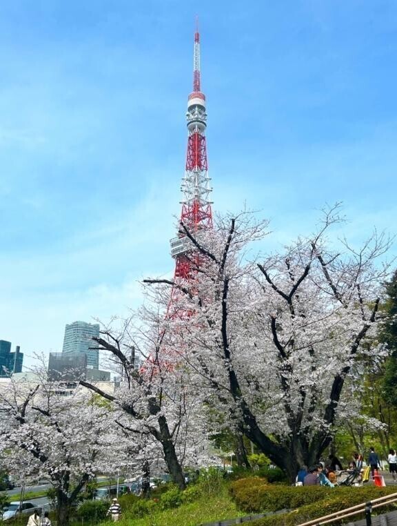 🙂桜とおしゃれカツ丼とフレンチ🌸
