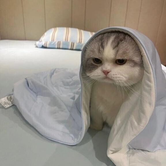 ありがとう😻