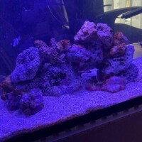 あやな