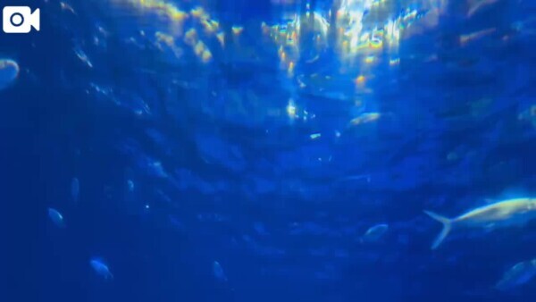 🐠✨