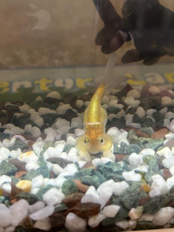新しい家族🐟