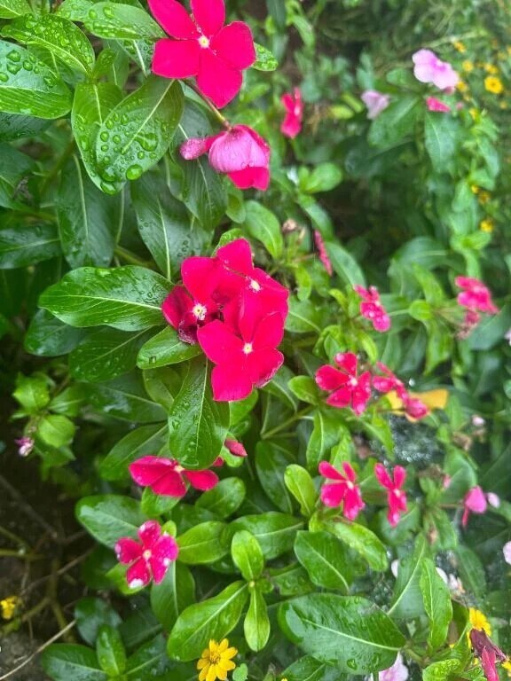 たのしみです‎🤍