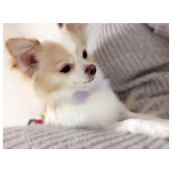 溜まった◯◯◯鑑賞