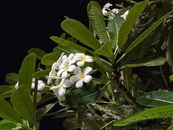 🚶‍♀️💦‎🤍