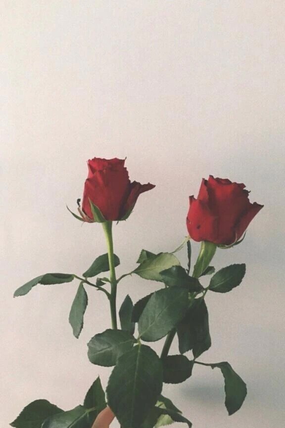 ご予約𓂃 🥀𓈒𓏸