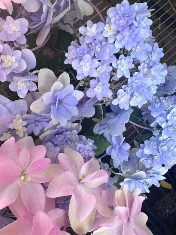 ｼｭｯｷﾝ🦖🐾🤍