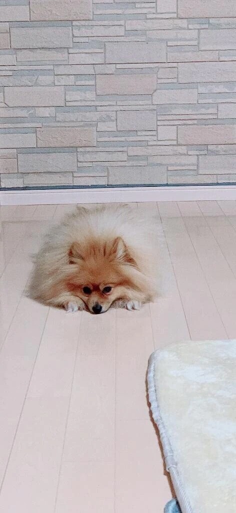 🙇‍♀️🙇‍♂️