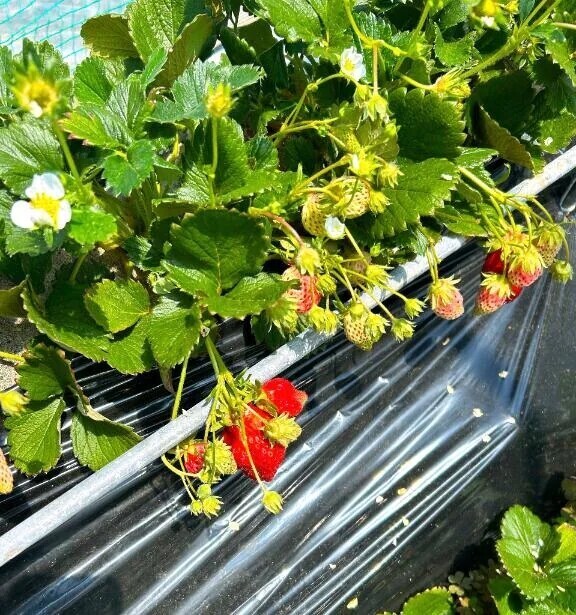😊今日のおま♡こは苺味🍓