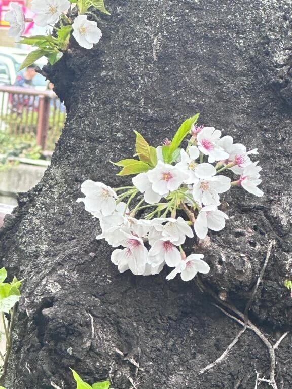 春は出会いと別れの季節🤍