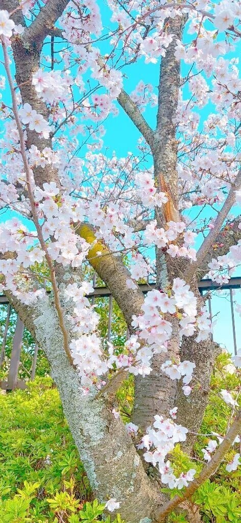 すっかり春だね🌷 出勤！