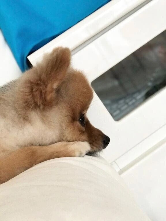 ‪(っ ॑꒳ ॑c)