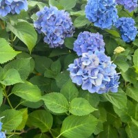 あど