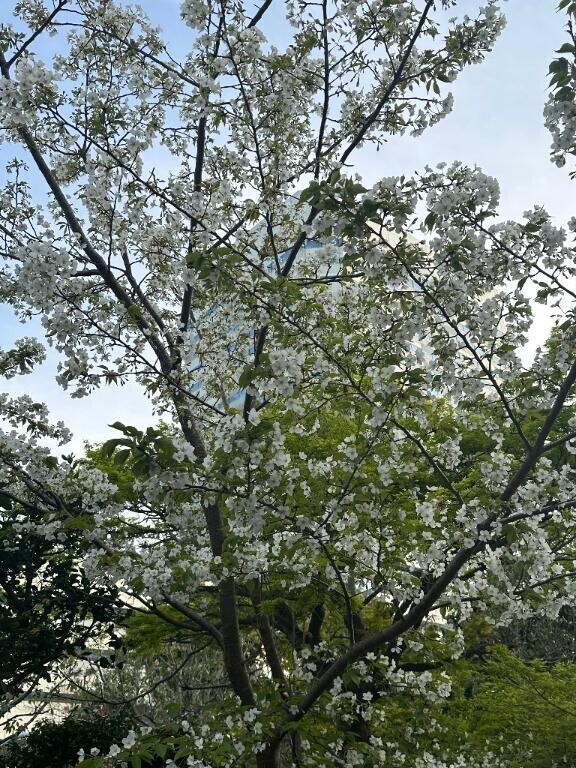 桜