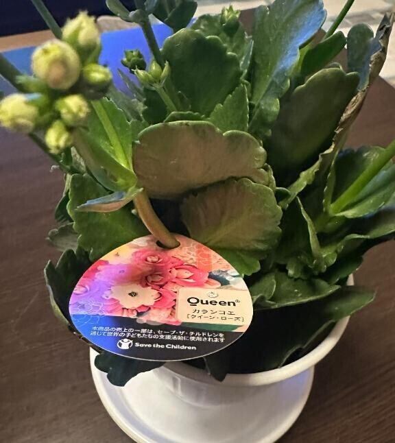 新入り