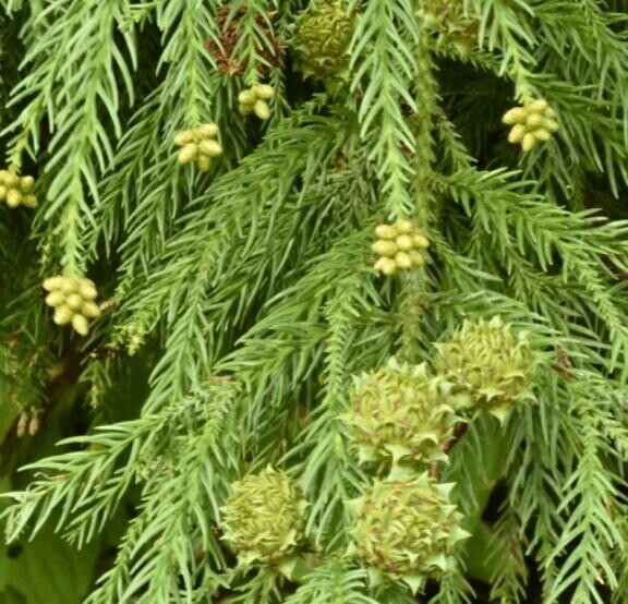 さしゆ出勤しました