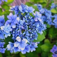 うた