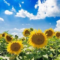 さえ