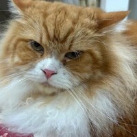 完全に怒ってますよね？🙄🐱