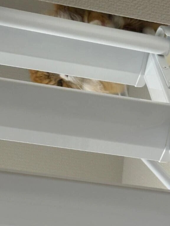 そこから見てるのバレてるよ？👀🐱