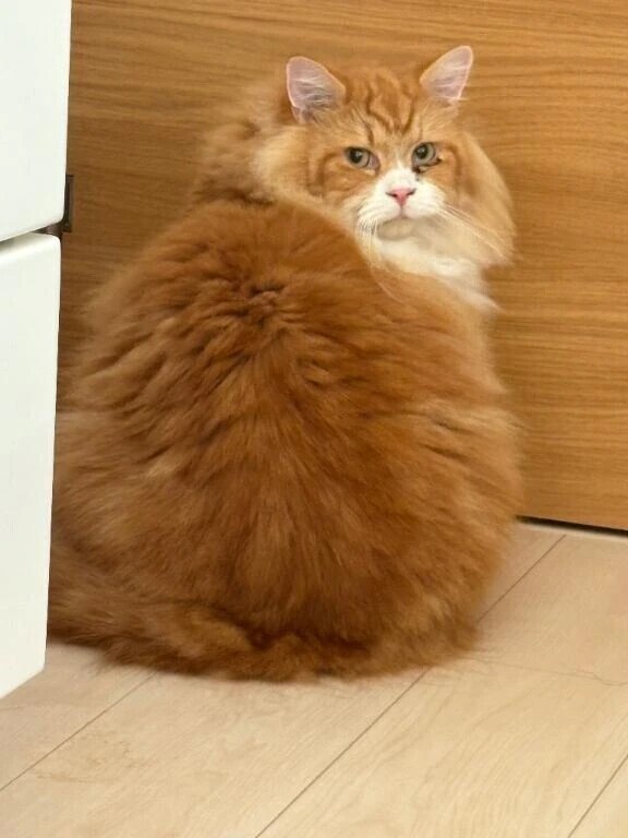 我が家の最強目覚まし隊長🐱