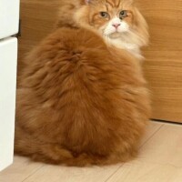 我が家の最強目覚まし隊長🐱