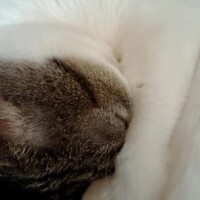 はまずしはまずしっ