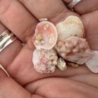 海で見つけた小さな宝物✨