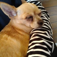 すみ
