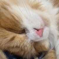 にゃんこ病院の日🐱💦