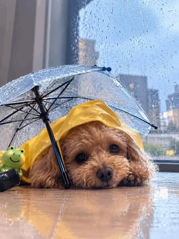 雨さん、ちょっと本気出しすぎ。☔️