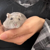 ほのか