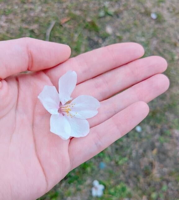 泣く泣く…申し訳ありません。